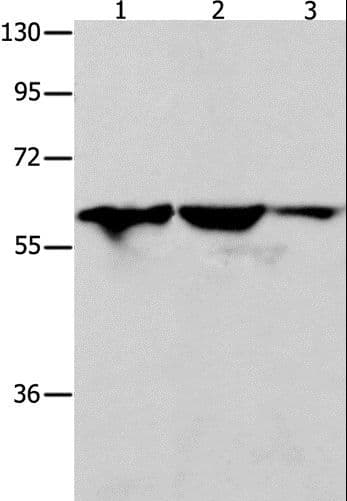 DNAJC7 Antibody