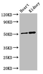 Polyclonal Rabbit anti-Human SIGLEC7 / CD328 Antibody (IHC, IF, WB)