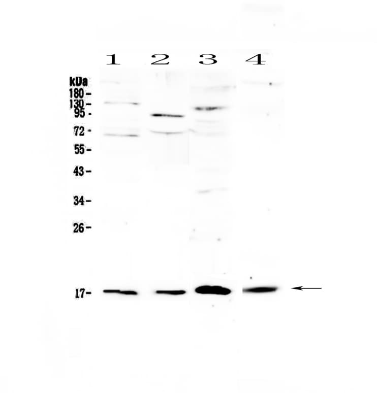 IL1F10 Antibody