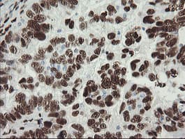 TLE1 / TLE 1 Antibody (aa180-460, clone OTI1F5)