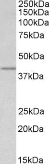 IHC-plus™ WNT3 Antibody (aa315-329)