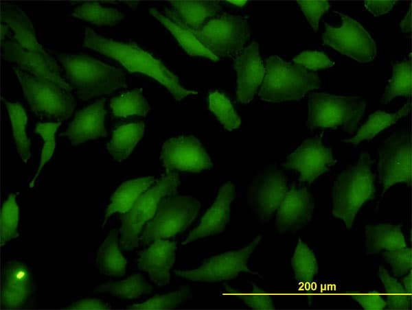 ASNA1 Antibody (clone 2H3)