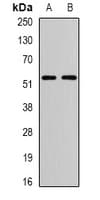 Polyclonal Rabbit anti-Human KIAA0652 / ATG13 Antibody (IF, WB)