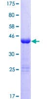Human ZNF69 Protein (Recombinant GST)