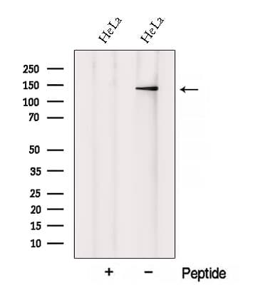 XPO6 Antibody