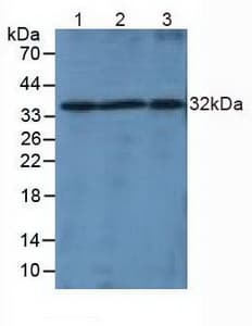 Lymphotoxin-Beta / LTB Antibody (aa58-304)