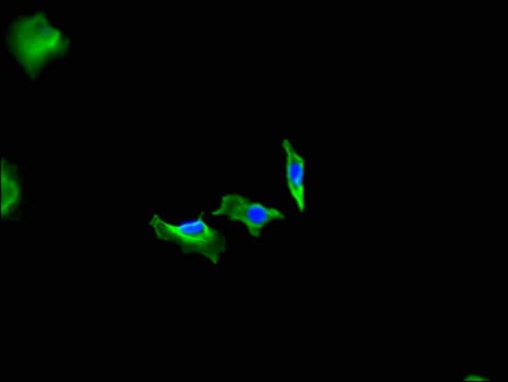 FIGN / Fidgetin Antibody