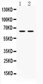 Polyclonal Rabbit anti-Human HNRNPL / hnRNP L Antibody (WB)
