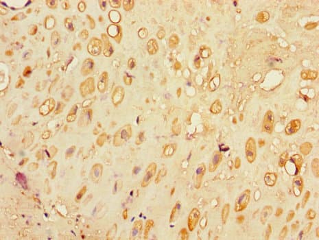 SLC30A7 Antibody