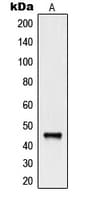 Polyclonal Rabbit anti-Human NCR1 / NKP46 Antibody (Internal, WB)