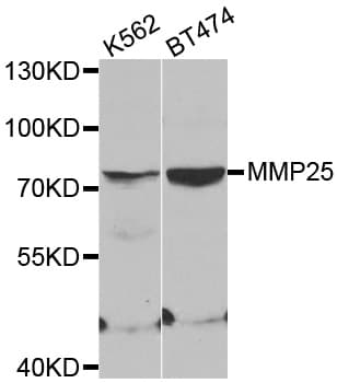 MMP25 / Leukolysin Antibody