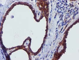EPN2 Antibody (clone OTI1C2)