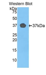 FBLN4 / EFEMP2 Antibody (aa278-366, APC, Cy7)