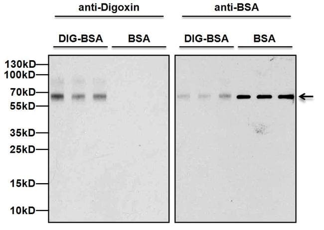 Digoxin Antibody (clone 38G12)