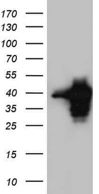 MEOX1 Antibody (clone OTI2F4, Carrier-free)