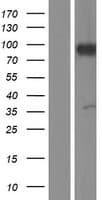 ARHGAP6 Protein (Over-Expression Lysate Myc-DDK (Flag))