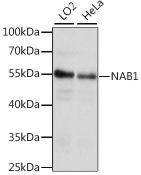 NAB1 Antibody