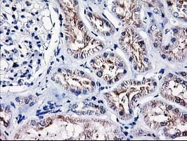 HMOX2 / Heme Oxygenase 2 Antibody (clone OTI1D10, Carrier-free)