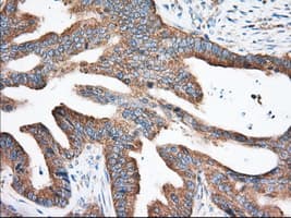 EIF2S1 Antibody (clone OTI3H4)