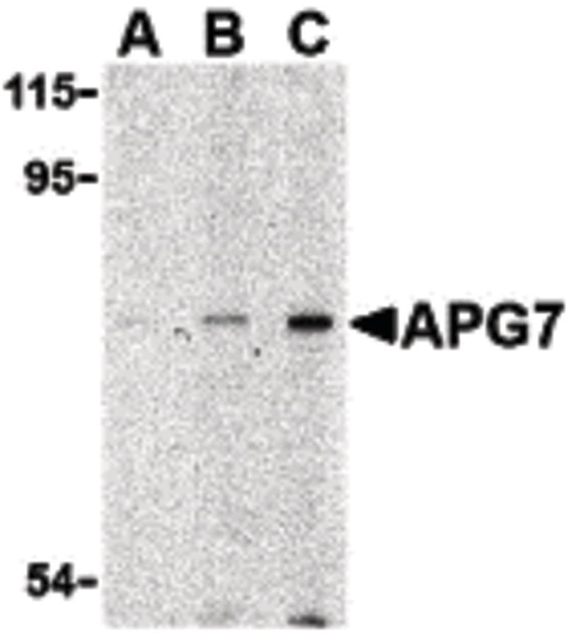 IHC-plus™ Apg7 / ATG7 Antibody
