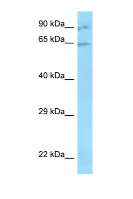Polyclonal Rabbit anti-Human ZNF280B Antibody (N-Terminus, WB)