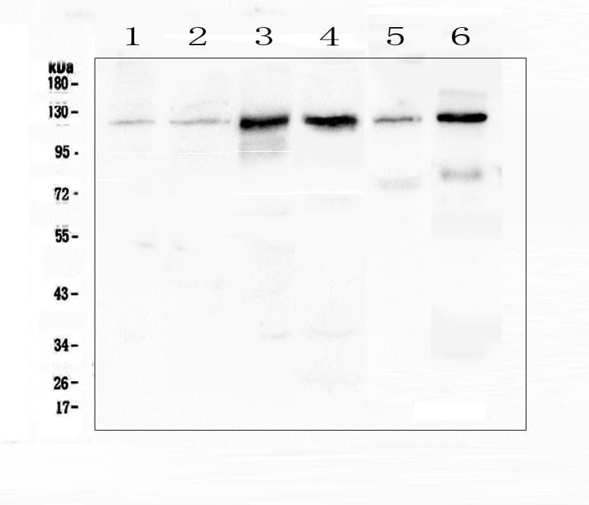 CDH3 / P-Cadherin Antibody