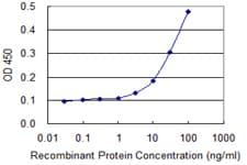 Monoclonal Mouse anti-Human NID1 / Entactin / Nidogen-1 Antibody (clone 1G3, WB)