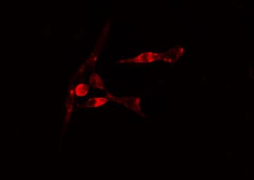 RPL35 / Ribosomal Protein L35 Antibody