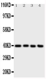 ATF4 Antibody (aa332-351)