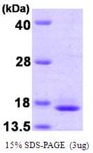 Human TCEB2 / Elongin B Protein (Recombinant)