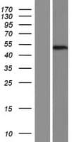 METTL22 / C16orf68 Protein (Over-Expression Lysate Myc-DDK (Flag))