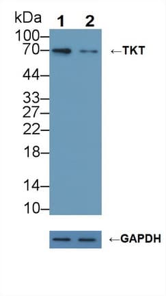 TKT / Transketolase Antibody (aa1-294)