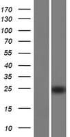 IFITM10 Protein (Over-Expression Lysate Myc-DDK (Flag))