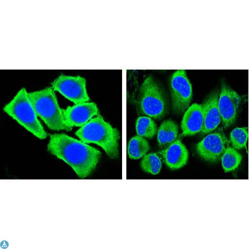 GAPDH Antibody