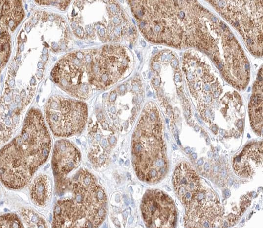 MID1 Antibody