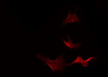 RASL10B Antibody