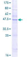 Human KDELR2 Protein (Recombinant GST)