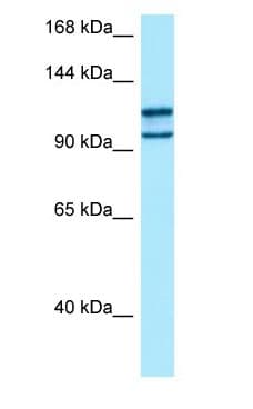 MYO10 / Myosin-X Antibody (C-Terminus)