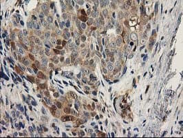MAPRE2 / EB2 Antibody (clone OTI1D10)