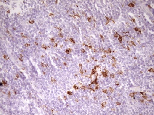 APOBR / APOB48R Antibody (aa780-1088, clone OTI1B1, Carrier-free)