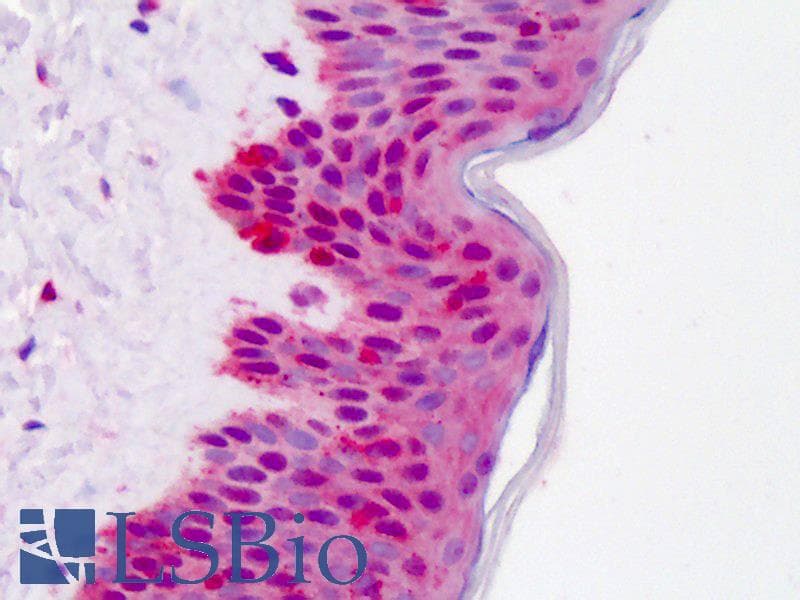 IHC-plus™ Polyclonal Rabbit anti-Human YWHAB / 14-3-3 Beta Antibody (IHC, IF, WB)