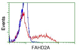 FAHD2A Antibody (clone OTI5D4)
