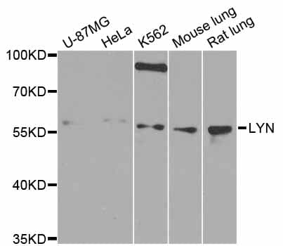 LYN Antibody