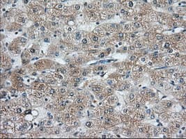 C9orf41 Antibody (clone OTI6E4)