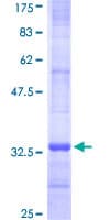 Human MGST3 Protein (Recombinant GST, N-terminus)