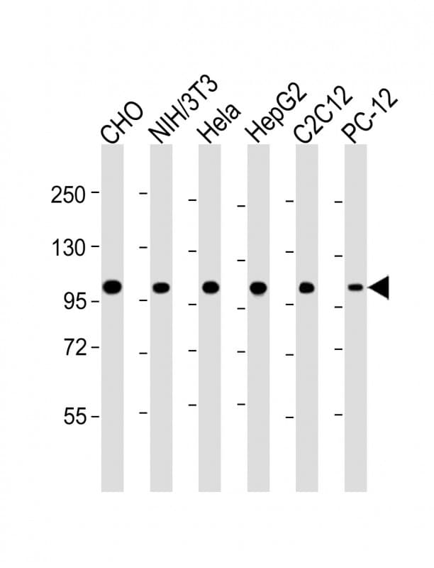 MCM3 Antibody (clone 1593CT377.41.73)