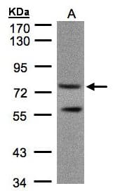 PDE4C Antibody (aa325-667)