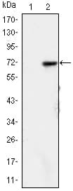 KDM4A / JHDM3A / JMJD2A Antibody (clone 5H1)