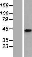 TMEM246 Protein (Over-Expression Lysate Myc-DDK (Flag))