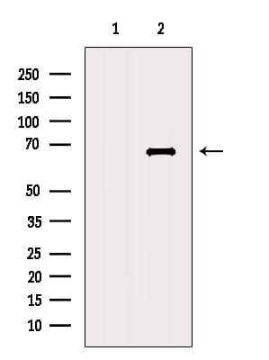 CRY2 Antibody